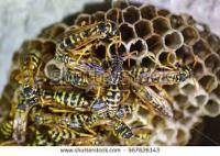 Wasptec - Wasp Nest Removal image 19